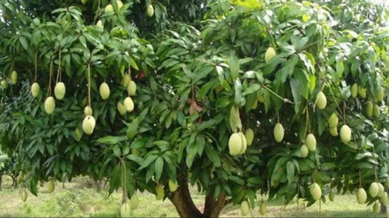 दशहरी आम